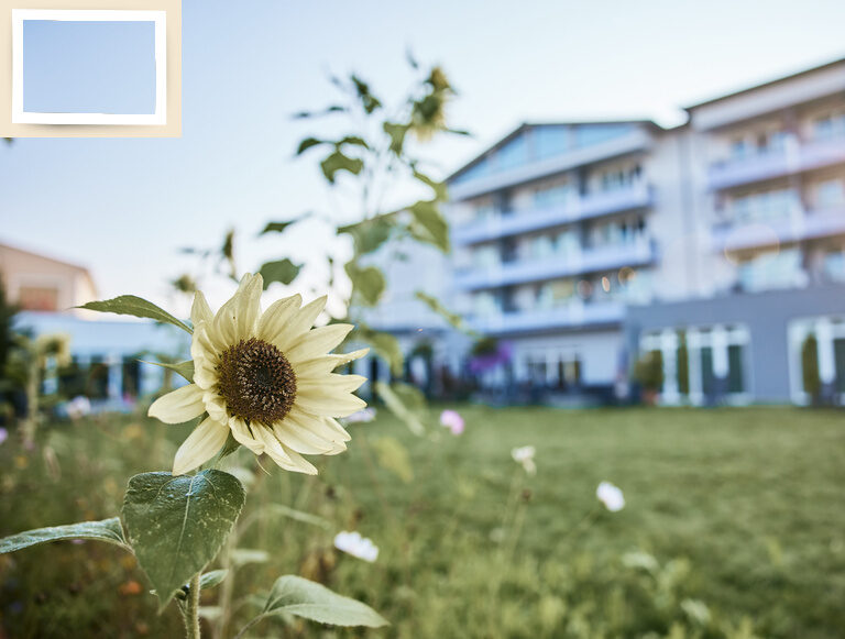 Eine Sonnenblume blüht majestätisch vor dem Gartenaussenbereich des Hotel Holzapfel in Niederbayern..