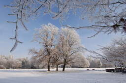 Ein winterlicher Anblick mit Bäumen und einem verschneiten Feld in einem Bad Füssinger Park.